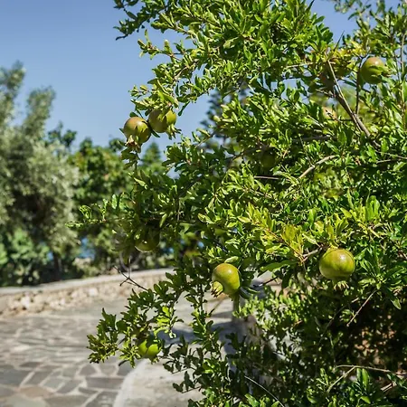 Holiday home Ploes Luxury Pesadha